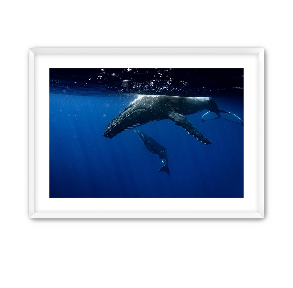 Image of Humpback Swim | Mo'orea, French Polynesia.