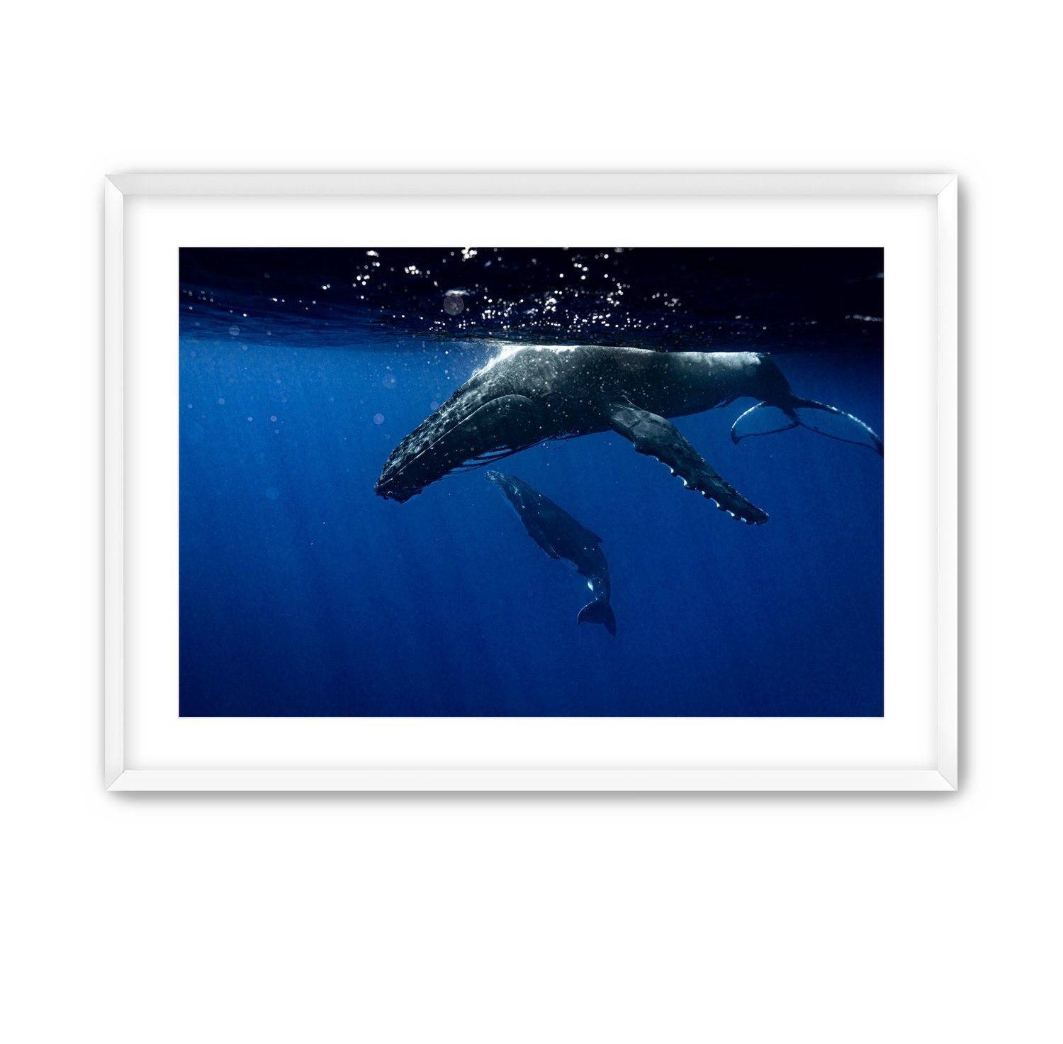 Image of Humpback Swim | Mo'orea, French Polynesia.