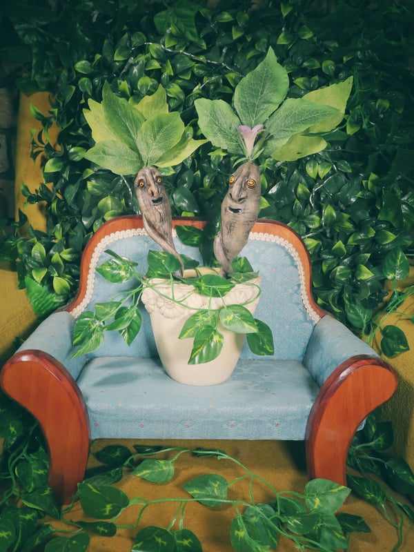 Image of Alraun (Mandrake) - Potted Specimens 2024