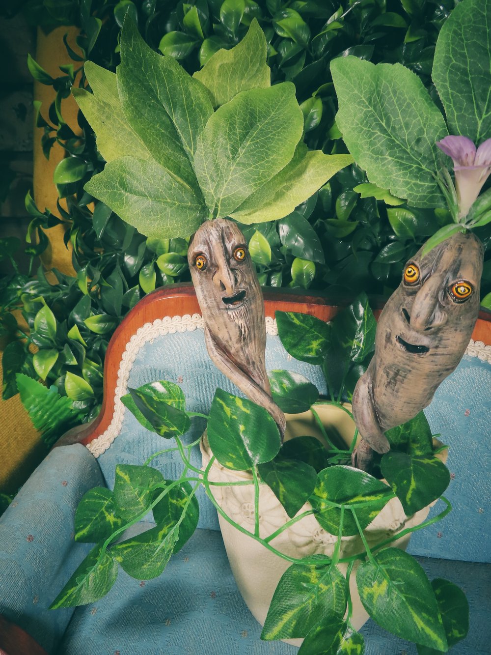 Image of Alraun (Mandrake) - Potted Specimens 2024