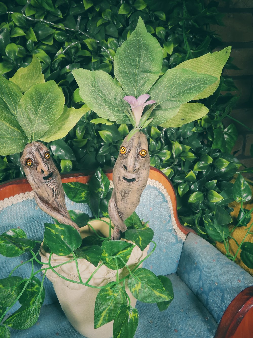 Image of Alraun (Mandrake) - Potted Specimens 2024
