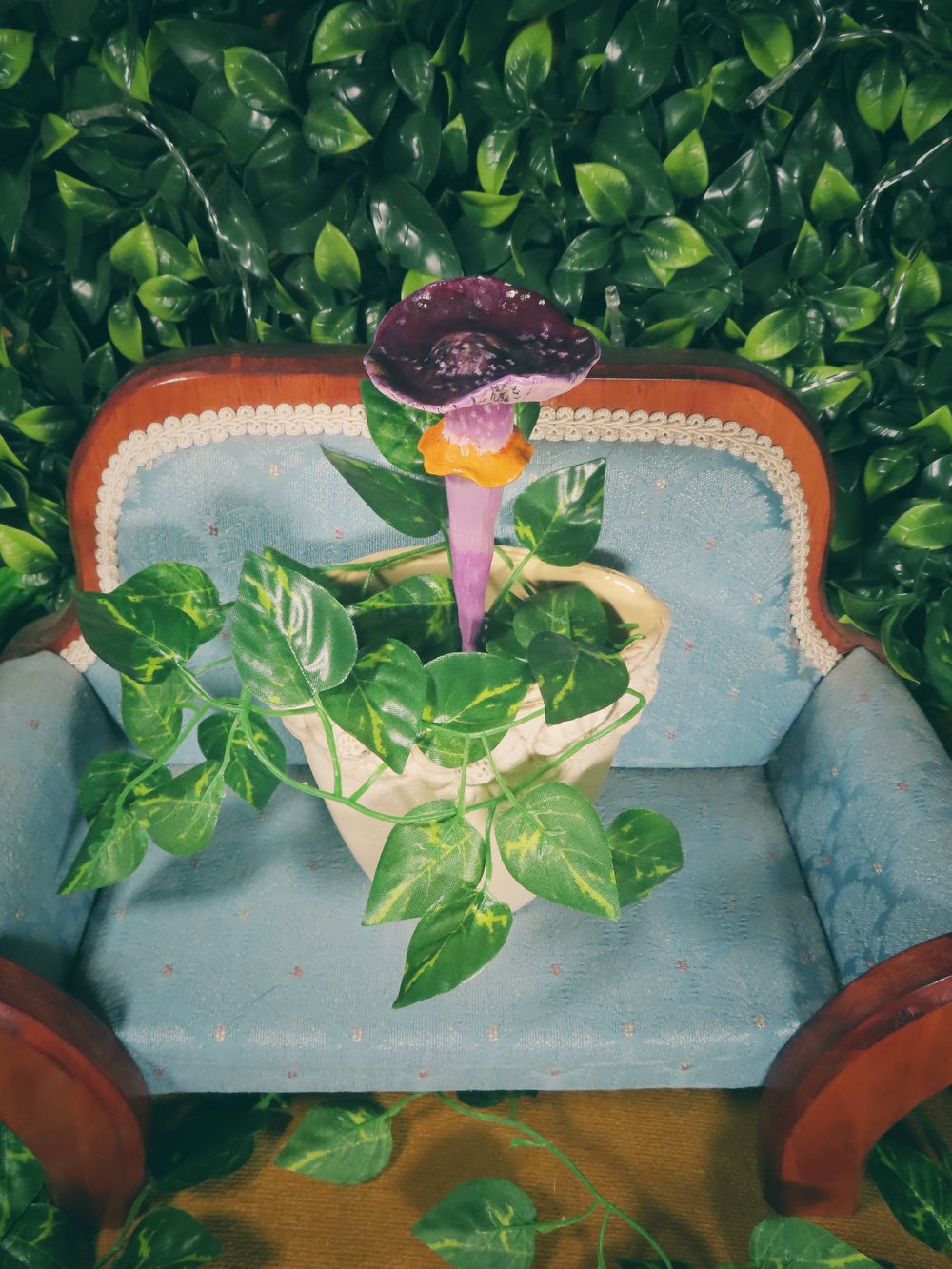 Image of Emperor Cortinar - Potted Specimens 2024