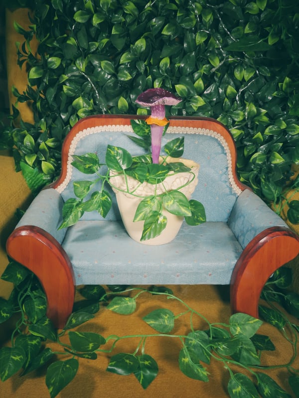 Image of Emperor Cortinar - Potted Specimens 2024