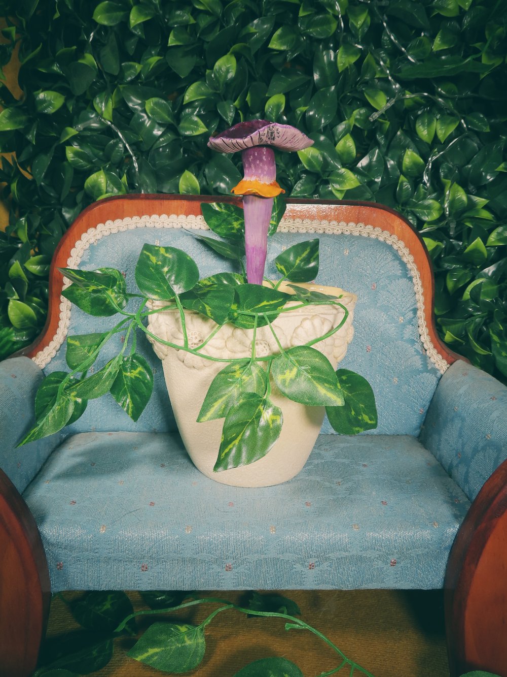 Image of Emperor Cortinar - Potted Specimens 2024