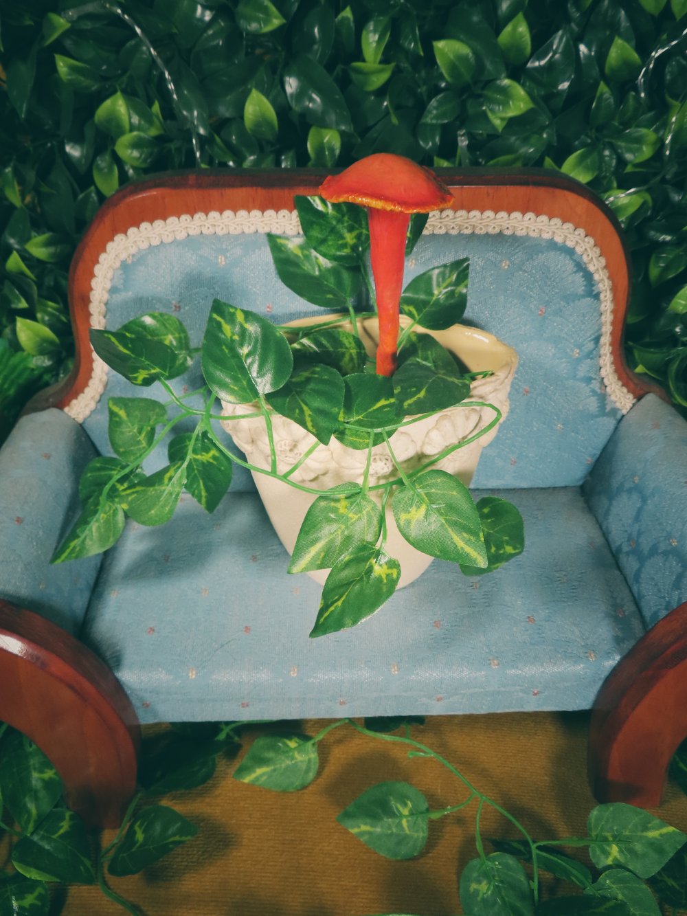 Image of Wax Cap - Potted Specimens 2024