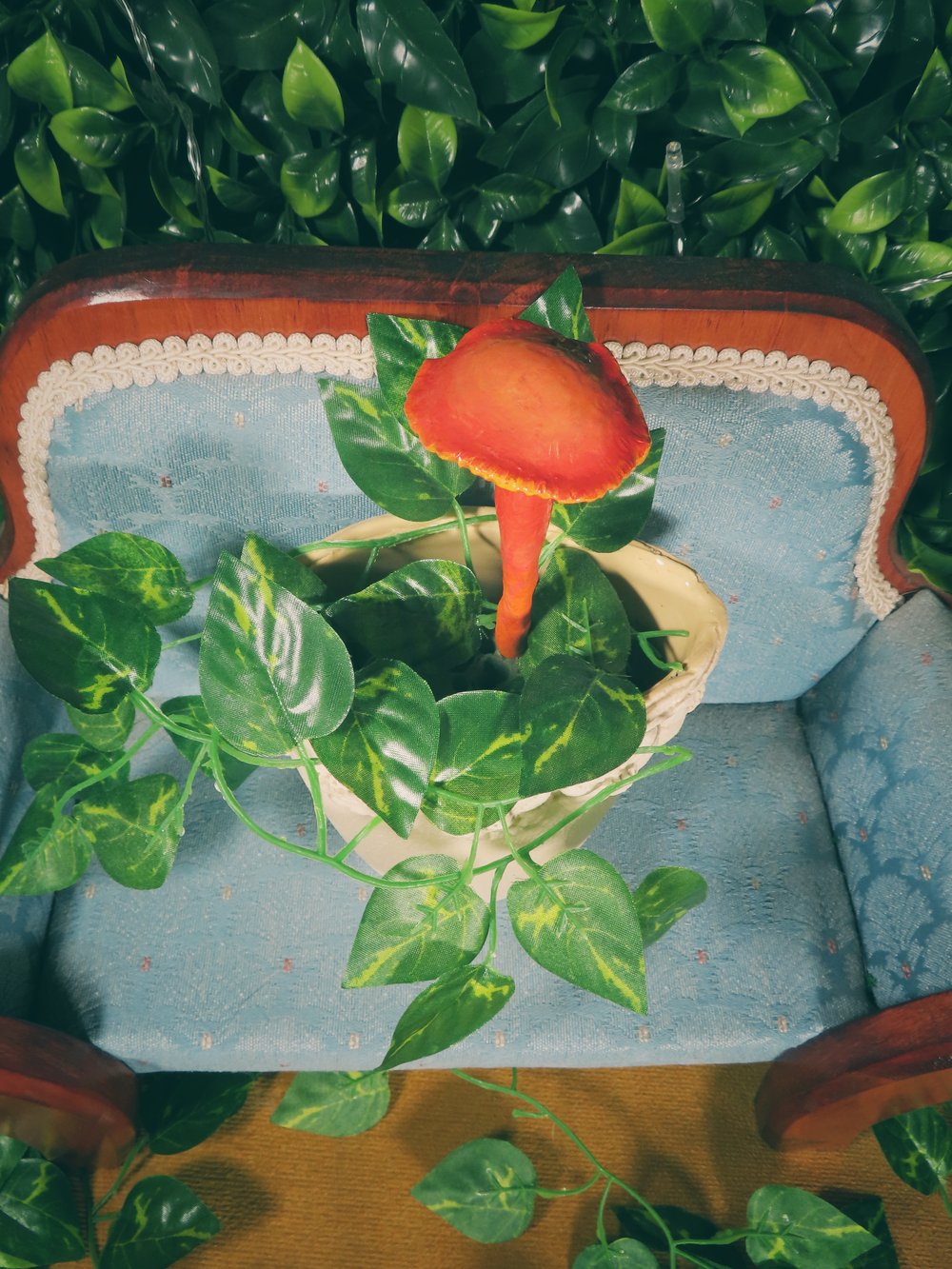 Image of Wax Cap - Potted Specimens 2024