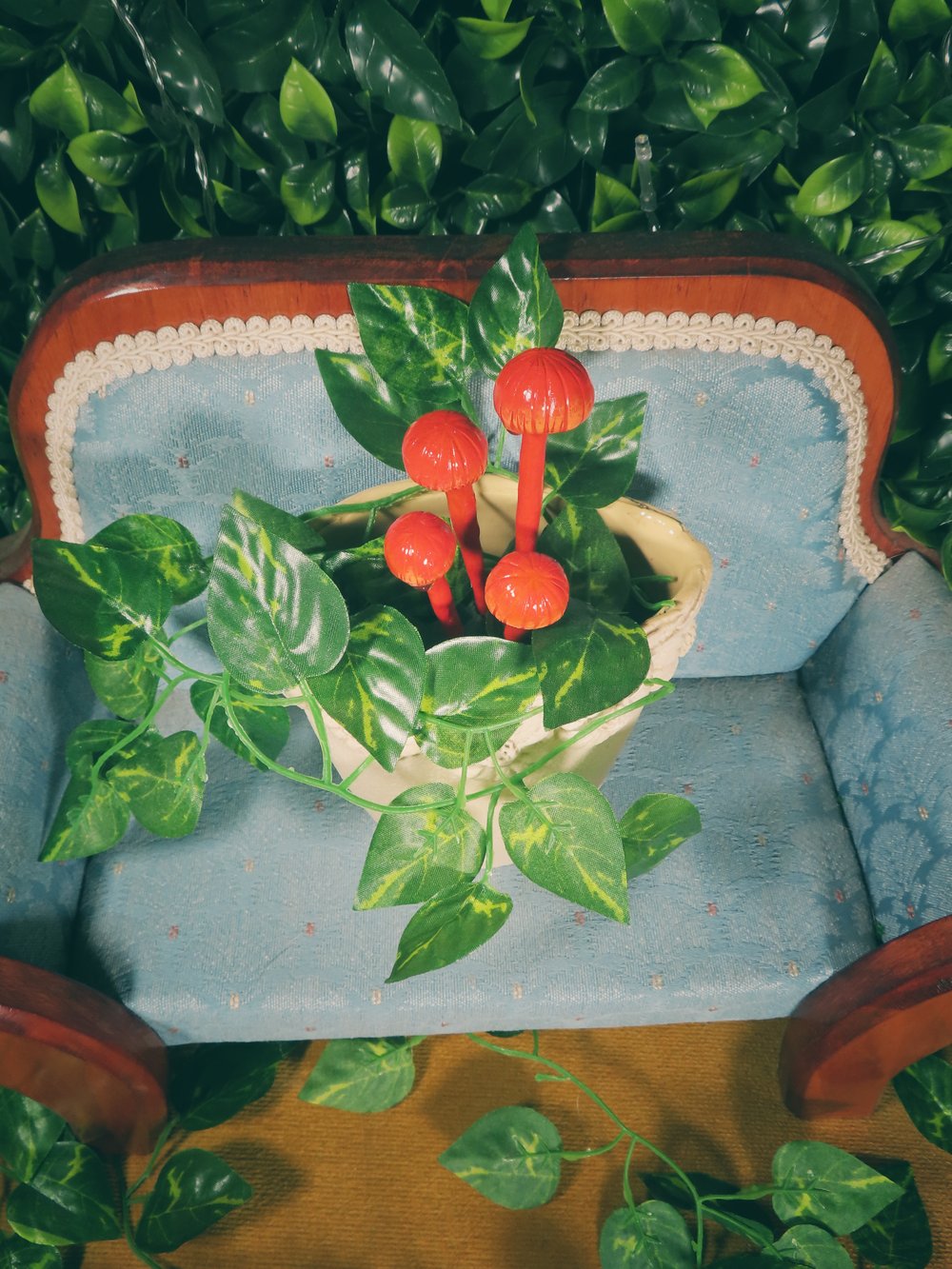 Image of Ruby Bonnet - Potted Specimens 2024