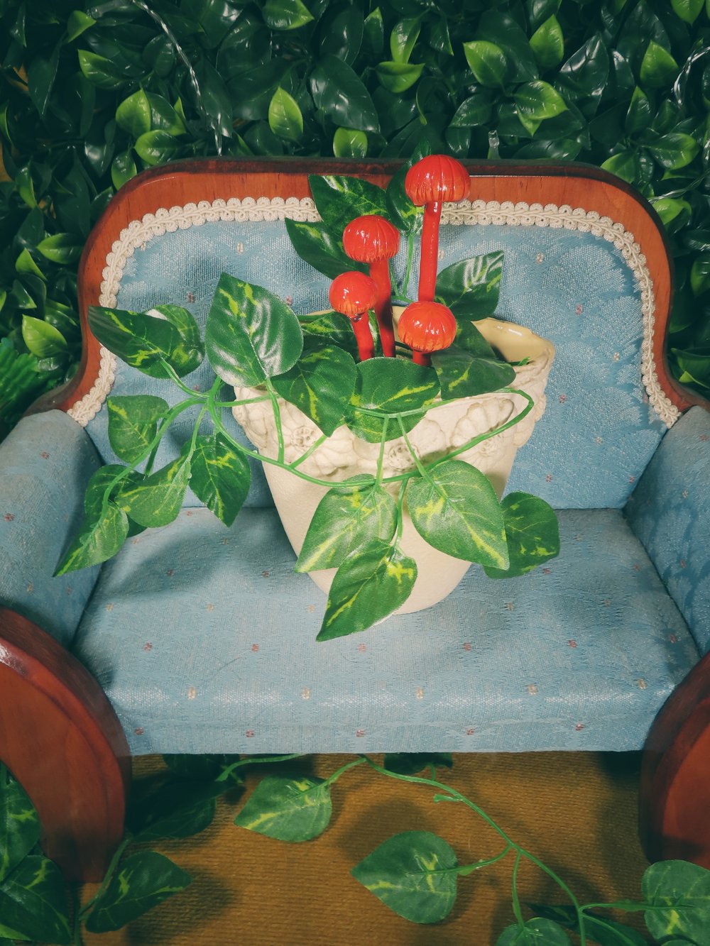 Image of Ruby Bonnet - Potted Specimens 2024