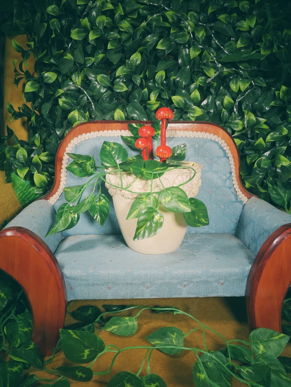 Image of Ruby Bonnet - Potted Specimens 2024
