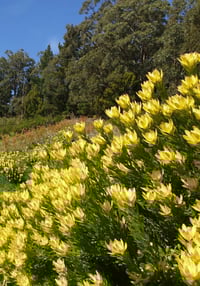 Image 1 of Leucadendron 'Safari Gold Strike' 140mm