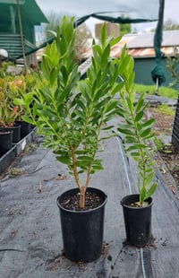 Image 2 of Leucadendron 'Safari Gold Strike' 140mm
