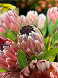 Image 1 of Protea Pink Ice 140mm