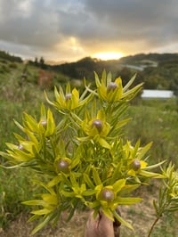 Image 1 of Leucadendron Pisa 100mm