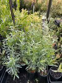 Image 2 of Leucadendron Pisa 100mm