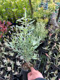 Image 3 of Leucadendron Pisa 100mm
