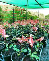 Image 1 of Photinia Red Robin 140mm