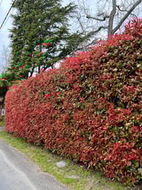 Image 2 of Photinia Red Robin 140mm