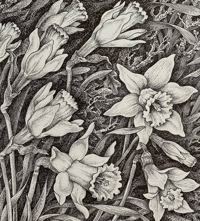 Image 5 of Woodland Plants by Heather and Robin Tanner signed special edition