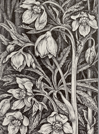 Image 6 of Woodland Plants by Heather and Robin Tanner