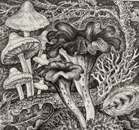 Image 7 of Woodland Plants by Heather and Robin Tanner signed special edition