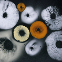 Mushroom Sporeprint Postcard A6