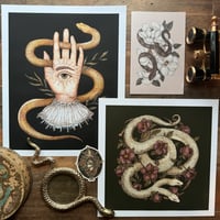 Image 1 of Gift Set: The Herpetologist's Hoard