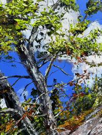 Image 2 of - The Great Outdoors -