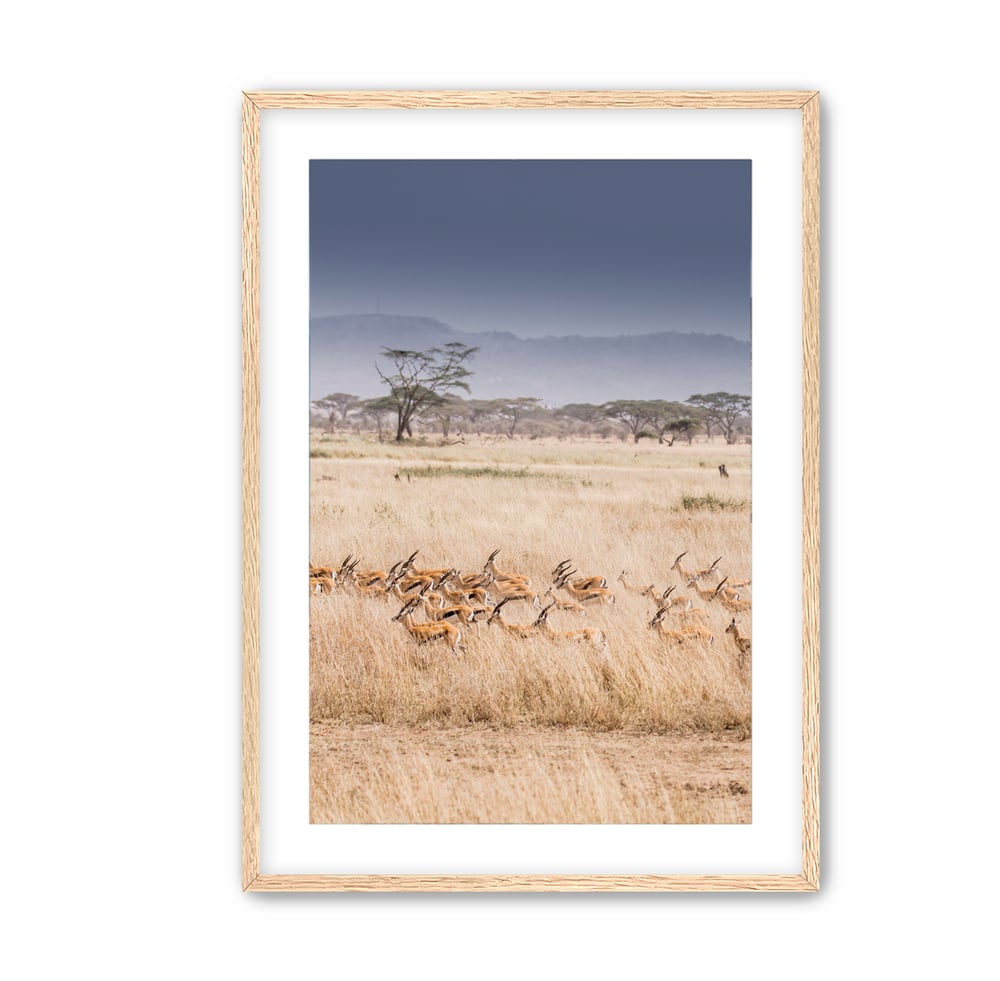 Image of Kudu | Serengeti, Tanzania, Africa