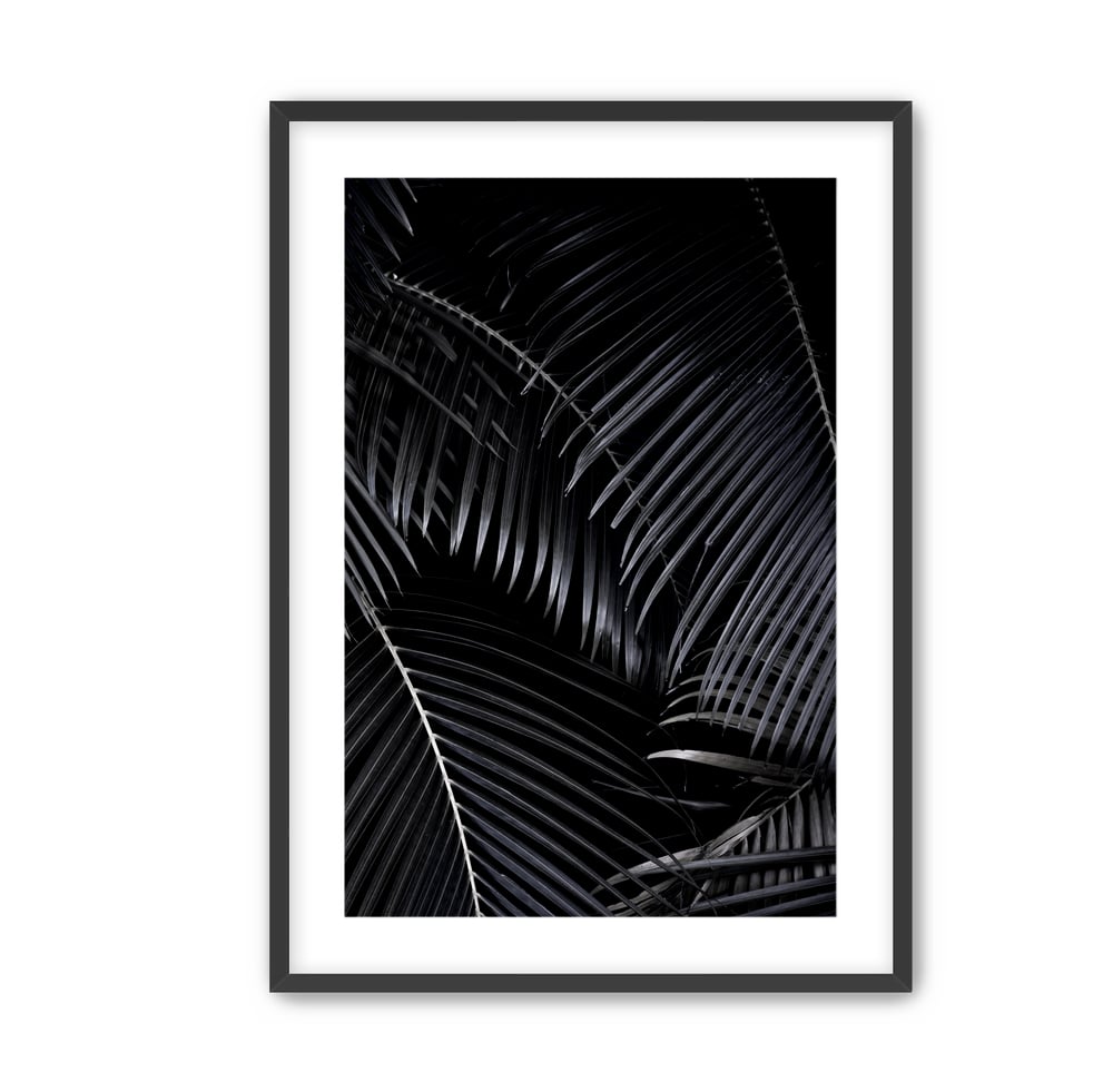 Image of Topical Palms | Hawai'i