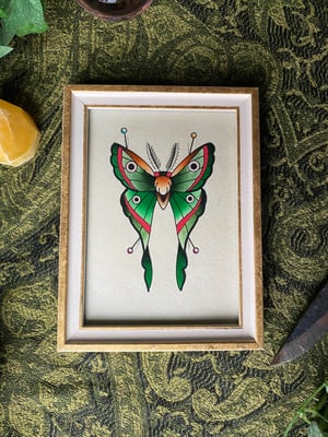 Pinned Luna Moth Butterfly