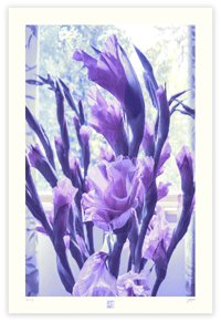 Image 1 of BLUE, BLUE LAVENDER  (36X24)