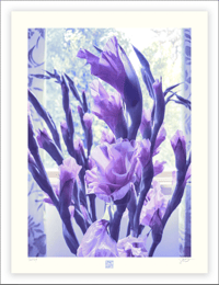 Image 1 of BLUE, BLUE LAVENDER (24X18)
