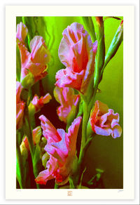 Image 1 of GLAD YOU'RE GLAD (36X24)