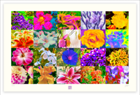 Image 1 of A MIXED BAG OF COLOR (24X36)