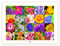 Image 1 of A MIXED BAG OF COLOR (18X24)