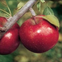 Image 1 of Apple Tree Fuji