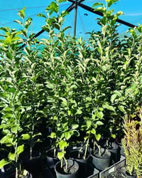 Image 2 of Apple Tree Fuji