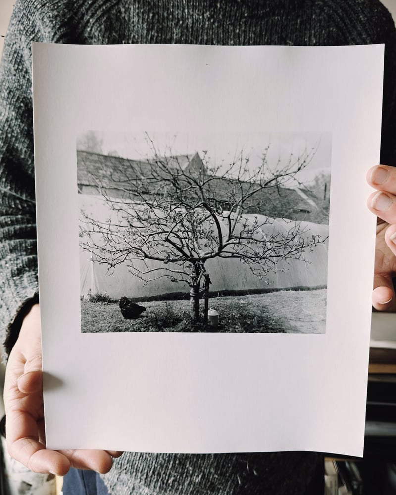 Image of Apple Tree And A Hen