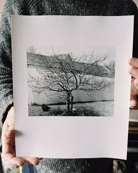 Image of Apple Tree And A Hen