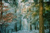 Winter Forest 