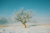 Winter Tree
