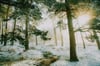 Winter Light 