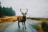 Road Stag