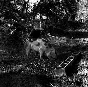 Image of Moving The Pigs