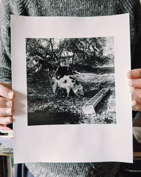 Image of Moving The Pigs