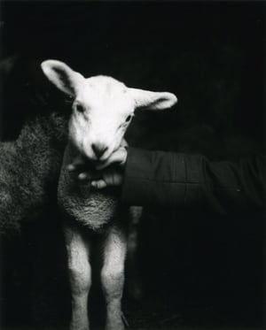 Image of Whitnell Lamb