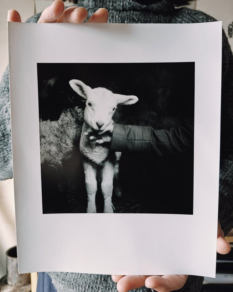 Image of Whitnell Lamb