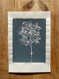 Image 2 of Grey Hydrangea