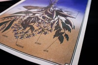 Image 4 of Risographie Herbier