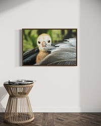 Image 1 of Feathered Gaze